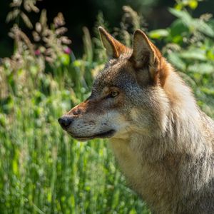 Preview wallpaper wolf, predator, animal, glance, grass, wildlife