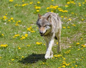 Preview wallpaper wolf, predator, animal, grin, wildlife