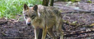 Preview wallpaper wolf, predator, animal, glance, forest, wildlife