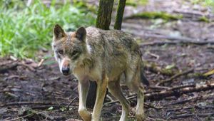 Preview wallpaper wolf, predator, animal, glance, forest, wildlife