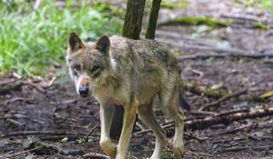 Preview wallpaper wolf, predator, animal, glance, forest, wildlife