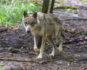 Preview wallpaper wolf, predator, animal, glance, forest, wildlife