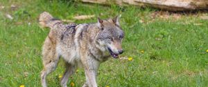 Preview wallpaper wolf, predator, animal, grass, wildlife