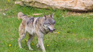 Preview wallpaper wolf, predator, animal, grass, wildlife