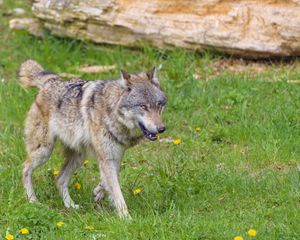 Preview wallpaper wolf, predator, animal, grass, wildlife