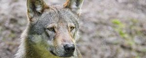 Preview wallpaper wolf, predator, animal, wildlife, glance