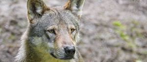 Preview wallpaper wolf, predator, animal, wildlife, glance