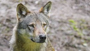 Preview wallpaper wolf, predator, animal, wildlife, glance