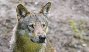 Preview wallpaper wolf, predator, animal, wildlife, glance