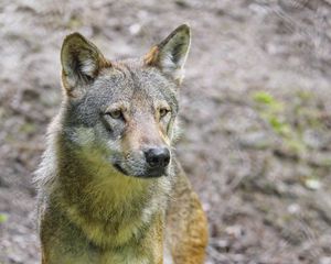 Preview wallpaper wolf, predator, animal, wildlife, glance