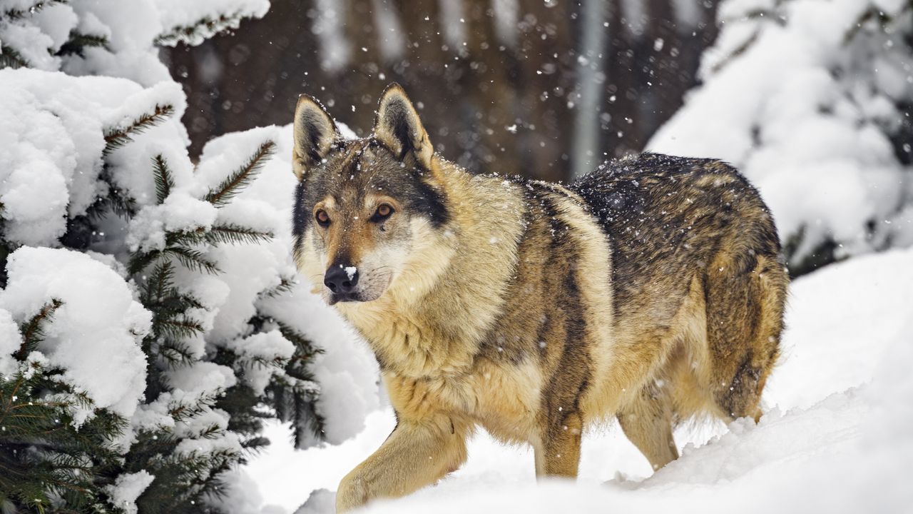 Wallpaper wolf, predator, animal, winter, snow