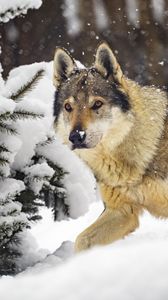 Preview wallpaper wolf, predator, animal, winter, snow