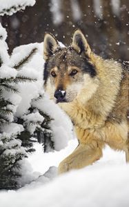 Preview wallpaper wolf, predator, animal, winter, snow