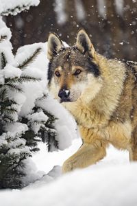 Preview wallpaper wolf, predator, animal, winter, snow