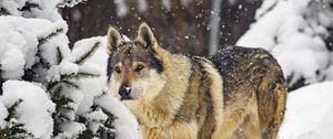 Preview wallpaper wolf, predator, animal, winter, snow