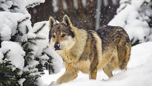 Preview wallpaper wolf, predator, animal, winter, snow