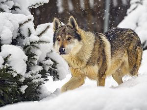 Preview wallpaper wolf, predator, animal, winter, snow