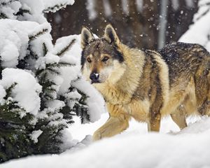 Preview wallpaper wolf, predator, animal, winter, snow