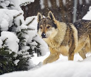 Preview wallpaper wolf, predator, animal, winter, snow