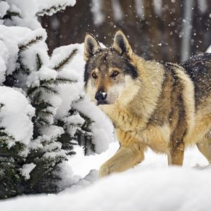 Preview wallpaper wolf, predator, animal, winter, snow