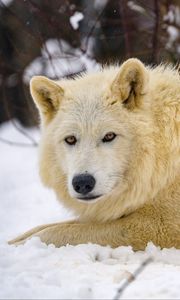 Preview wallpaper wolf, predator, animal, winter, snow, white