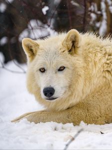 Preview wallpaper wolf, predator, animal, winter, snow, white