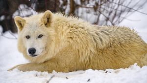 Preview wallpaper wolf, predator, animal, winter, snow, white
