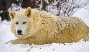 Preview wallpaper wolf, predator, animal, winter, snow, white