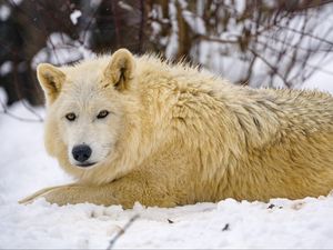 Preview wallpaper wolf, predator, animal, winter, snow, white