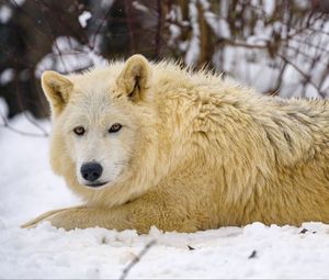 Preview wallpaper wolf, predator, animal, winter, snow, white