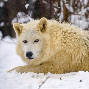 Preview wallpaper wolf, predator, animal, winter, snow, white