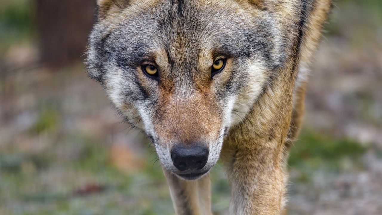 Wallpaper wolf, predator, animal, movement