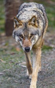 Preview wallpaper wolf, predator, animal, movement