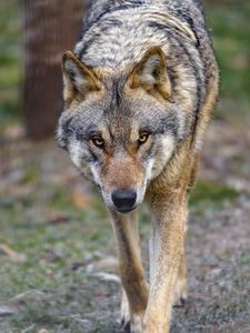 Preview wallpaper wolf, predator, animal, movement