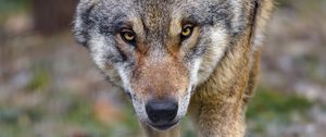 Preview wallpaper wolf, predator, animal, movement
