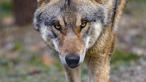 Preview wallpaper wolf, predator, animal, movement
