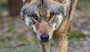 Preview wallpaper wolf, predator, animal, movement