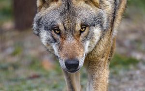 Preview wallpaper wolf, predator, animal, movement