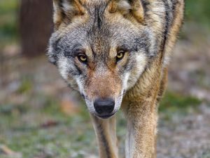 Preview wallpaper wolf, predator, animal, movement