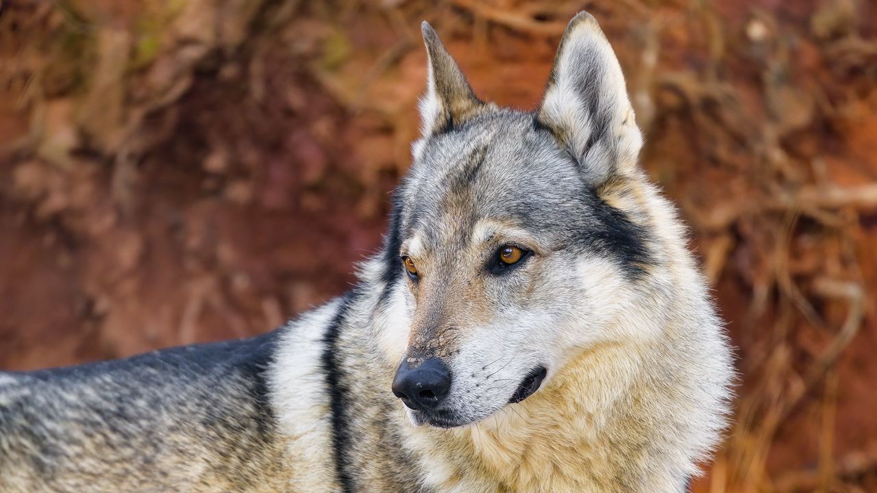 Wallpaper wolf, predator, animal
