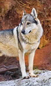 Preview wallpaper wolf, predator, animal