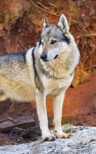Preview wallpaper wolf, predator, animal