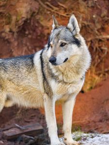 Preview wallpaper wolf, predator, animal
