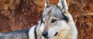 Preview wallpaper wolf, predator, animal