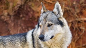 Preview wallpaper wolf, predator, animal