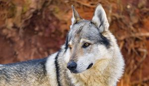 Preview wallpaper wolf, predator, animal