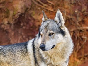 Preview wallpaper wolf, predator, animal