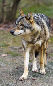 Preview wallpaper wolf, predator, animal, blur