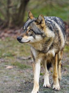 Download wallpaper 240x320 wolf, snout, predator, looks old mobile, cell phone, smartphone hd background Download wallpaper 240x320 wolf, snout, predator, looks old mobile, cell phone, smartphone hd background