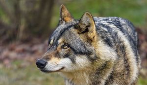 Preview wallpaper wolf, predator, animal, blur